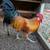 Barnyard rooster 2 thumbnail