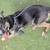 Dogs in need of a home asap 5 thumbnail