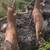 Deer statues (painted) 4 thumbnail