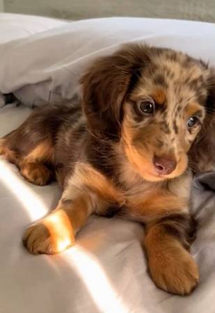 DachshundSupur dog 1