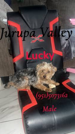 Yorkie tradicional 1