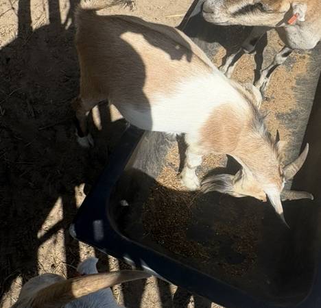 Goats 1