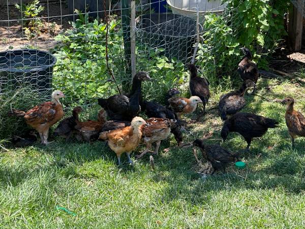 Chicks 1