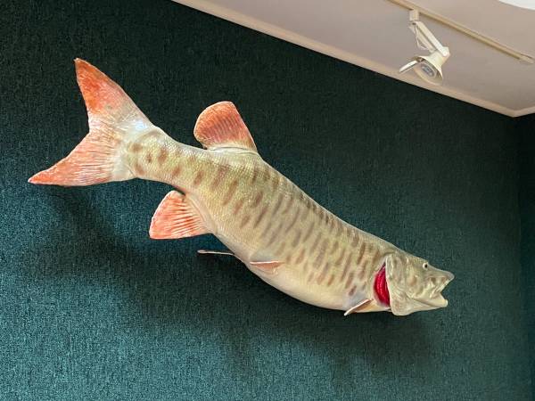 52 PULGADAS DEL RÍO SAN LUCAS MUSKIE - $550 (Alexandria Bay)63439307142659122