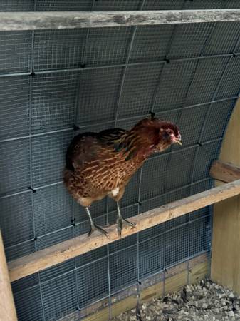 Pullets and few Roos (Gates)63882942582659122