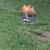 Buff orpington pair 1 thumbnail