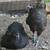 Grow out pullets 3 thumbnail