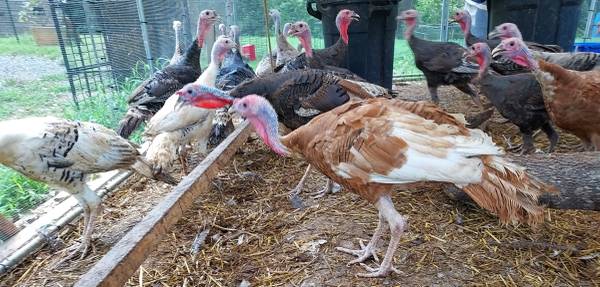 Turkey poults 1