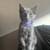 Kitten 1 thumbnail