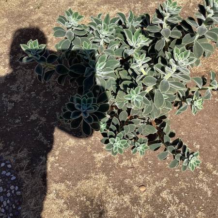 Succulent fuzzy very fine smooth, blooms with red flowers 1