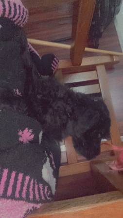 Labradoodle Puppy 19 weeks old (Gladstone)64671912984833121