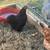 Chickens for sale 1 thumbnail