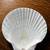 Large Scallop Shell 2 thumbnail