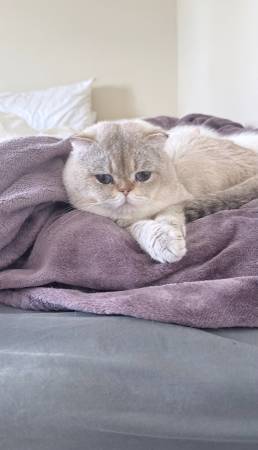 Kitten BSH (Milpitas)529848226997882883