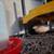 Assorted Button Quail 6 thumbnail