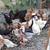 Gallinas/gallos 1 thumbnail