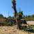 🌲🌴TREE  SERVICE (916 904-9934🌳🌴 1 thumbnail