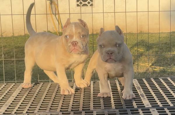 Cachorros American Bully (Bullies)63372790036611124