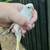 *** BABY PARAKEETS *** ready end of September 10 thumbnail