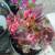 Stunning Bronze Leaf Begonia  ¡Hermosa Begonia de Hoja Bronce 1 thumbnail