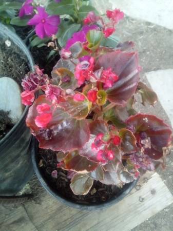 Stunning Bronze Leaf Begonia  ¡Hermosa Begonia de Hoja Bronce 1