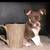 PET sitting 3 thumbnail