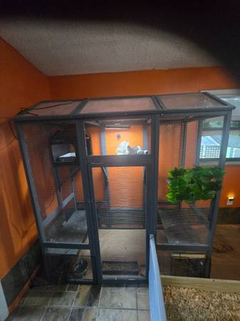 Fantail pigeon (Arlington)63682033327745124