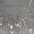Laying hens 4 thumbnail