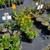 Arborvitae, Crape Myrtle, Sedum, Rose of Sharon, Beautyberry... $6.97 3 thumbnail