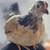 Started pullets 15 thumbnail