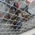Chicks 3 thumbnail