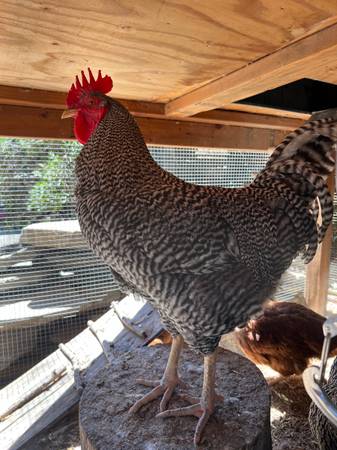 Free Rooster 1