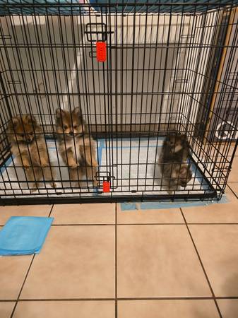 Pomerania macho (san leandro)63862001494531122