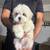 Shihtzu 6 thumbnail