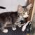 Kitties!!! 3 thumbnail
