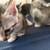 Polydactyly kittens 4 thumbnail
