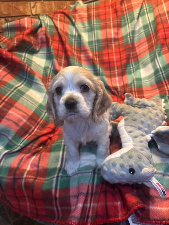 Christmas registered Cocker puppies 1
