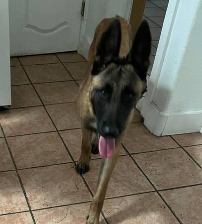 Belgian Malinois Shephard (San diego)