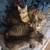 Rehoming 3 month Tabby kittens Long and short hairs 1 thumbnail
