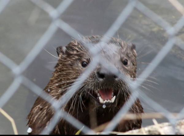 Otter Sightings Chat (walnut creek)