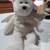 Beanie babies 6 thumbnail