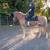 Horse Riding Lessons 11 thumbnail