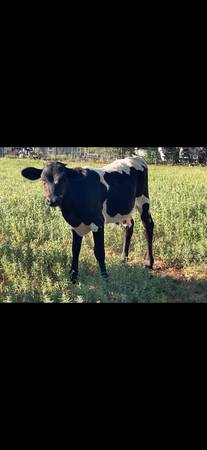 Calf - Crossbred 1