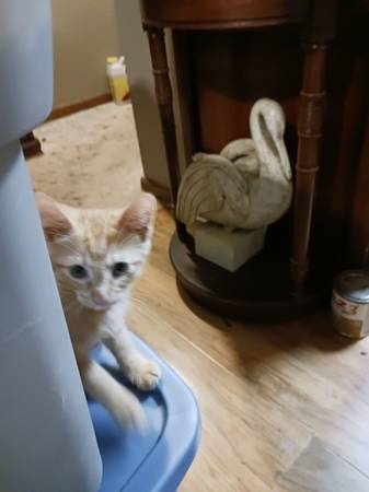 Gatitos adorables (Lawrenceville)63881507076739120