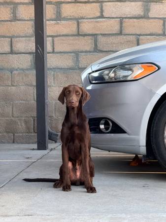 Labrador puppy 1