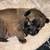 Belgian Malinois Puppies! 1 thumbnail