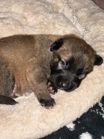 Belgian Malinois Puppies! 1