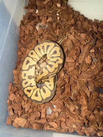 Ball python (Lynwood)600394357844234241