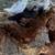 Pullets 4 thumbnail