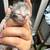 Persa cat 12 thumbnail